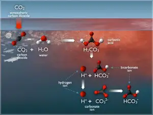 Dissolved Carbon di-oxide